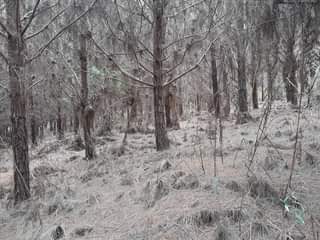A picture of SHAMBA la miti linauzwa mufindi
