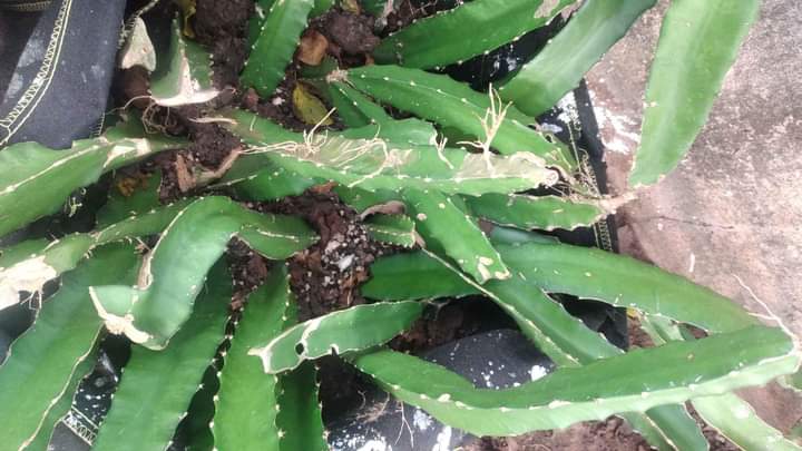 Jamaica C.