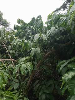 Joudin K.