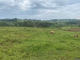 A picture of Plots for sale in our katadde estate at shs 28m