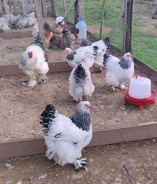 A picture of poultry