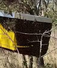 A picture of 33 000 Ugshs only get BEE KEEPING guide and information
