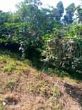A picture of 2 fertile acres for sale at 8 4m it s