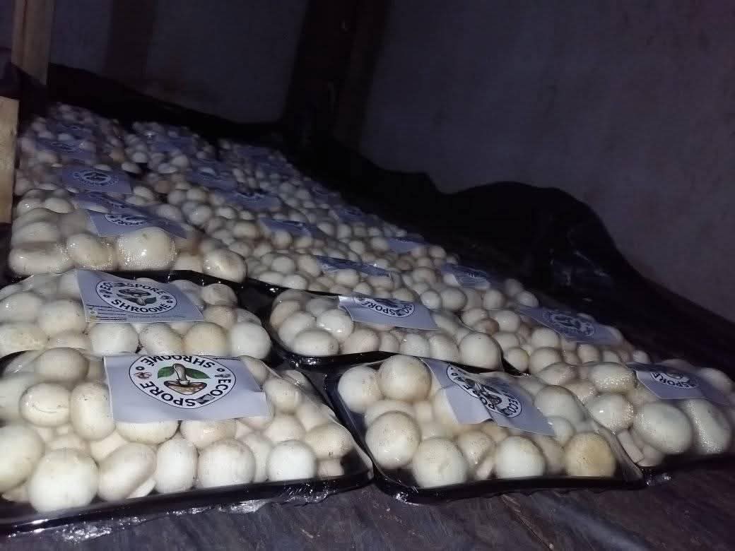  beds