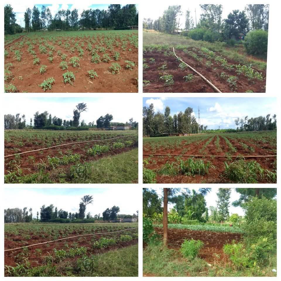 50 100 plots