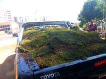 grass