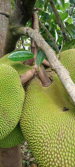 A picture of Jackfruit