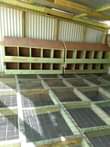 A picture of Fundi mabanda ya kuku
