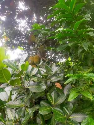 A picture of Land