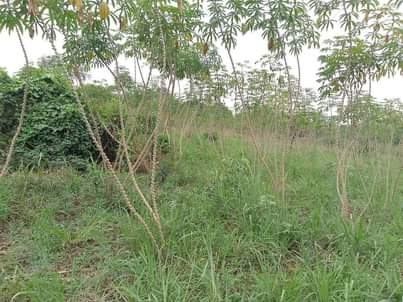 A picture of PLOT 50 100FT FOR SALE IN NAKASEKE KAPEEKA