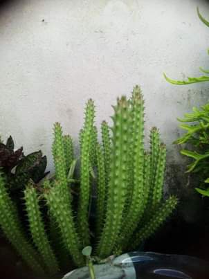 A picture of Flowers