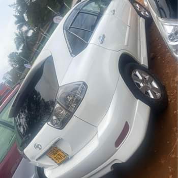 A picture of Harrier kawundo