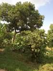 A picture of 3 fertile acres on sale all at 39m with electricity