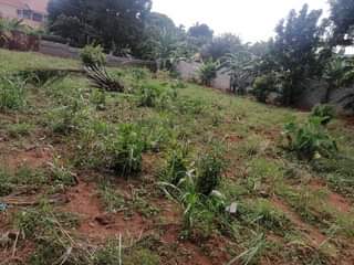 A picture of Plot on market