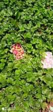 A picture of miche ya matunda ya mda mfupi