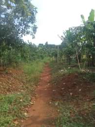 A picture of 100by100 plot available for sale kasanje buyege at only 26m