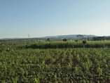A picture of 5acres lugolole mayuge district 12M per acre last price 0700125875