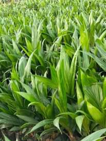 A picture of Seedlings