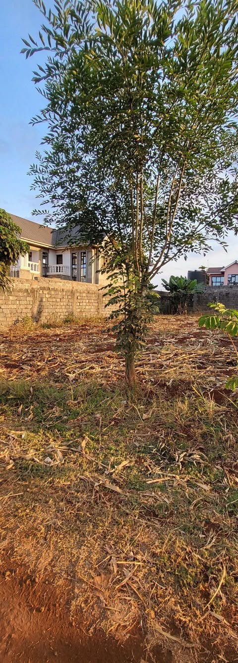 kenya plots