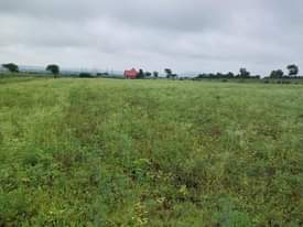 A picture of SHAMBA