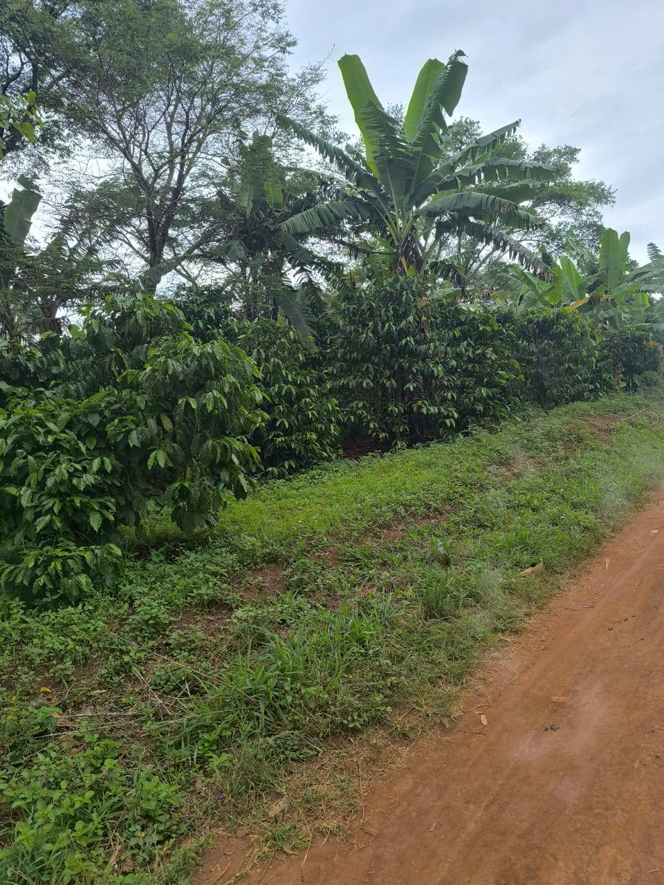 A picture of LUWERO KAKOOGE LAND Farmland of 5 Acres 13m Ugx per