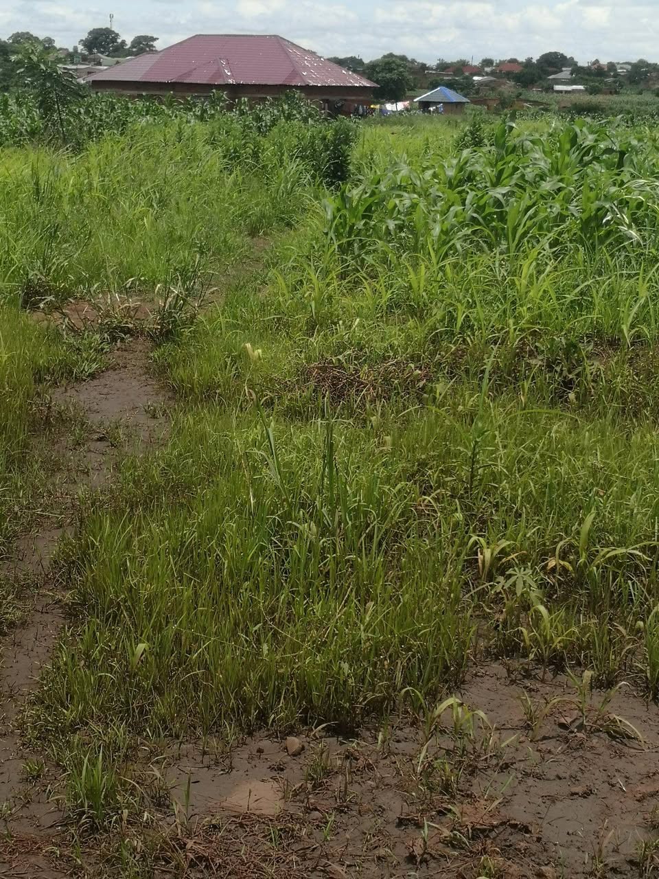 land
