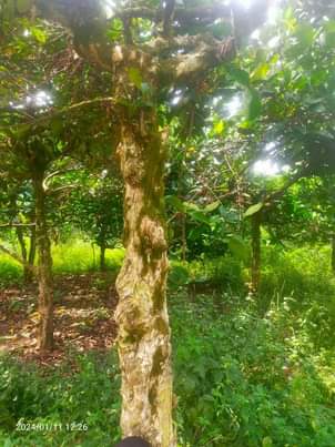 A picture of Land