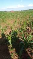 A picture of LUWERO KAKOOGE Farmland of 3 Arces on sale 6 5m