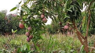 A picture of 100 Acres At 1bn ugx Luwero Kikyusa Full of Mango