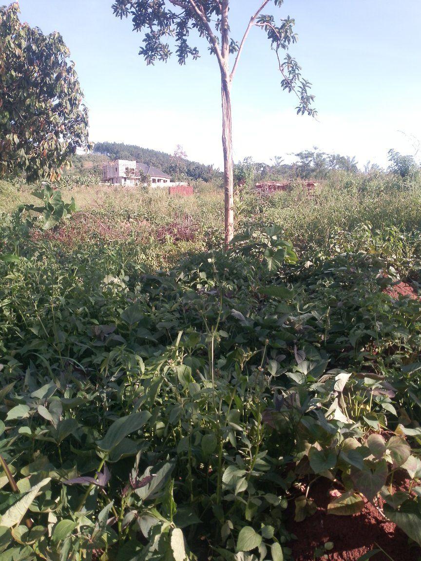 A picture of Plot Kibanja