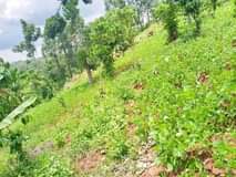 A picture of WE SALE STARTING FROM 1 ACRE EACH ACRE IS FOR