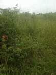 A picture of 3acres at 15m 14km from kikyusa trading center agreement