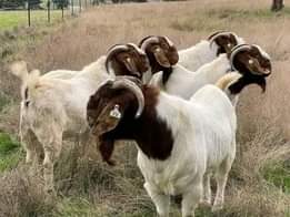 A picture of FEW GOATS REMAINING FOR GRAB WITH FREE DELIVERIES DONE ACROSS