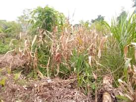 A picture of PLOT 70 170ft FOR SALE IN NAKASEKE KAPEEKA
