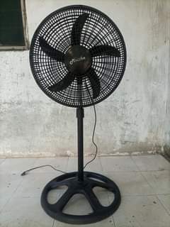 A picture of Feni maisha