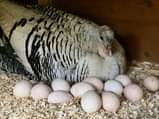 A picture of Small 2 3 month old turkeys cost 30000ugx 50000 ugx