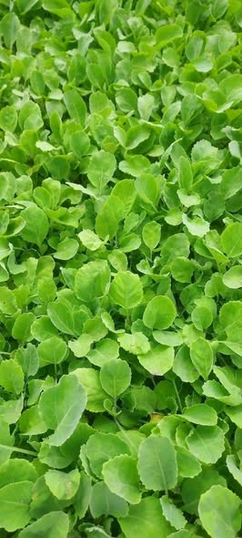 seedlings
