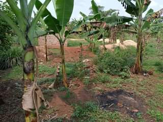 A picture of 10arces for sale in nakaseke 6m per arce