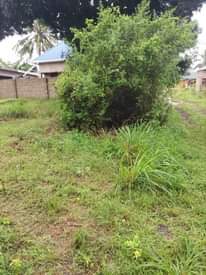 A picture of Kiwanja kiwanja