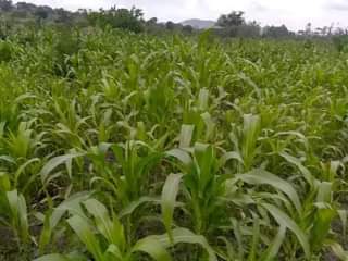 A picture of 1 ACRE FOR SALE IN NAKASEKE KAPEEKA