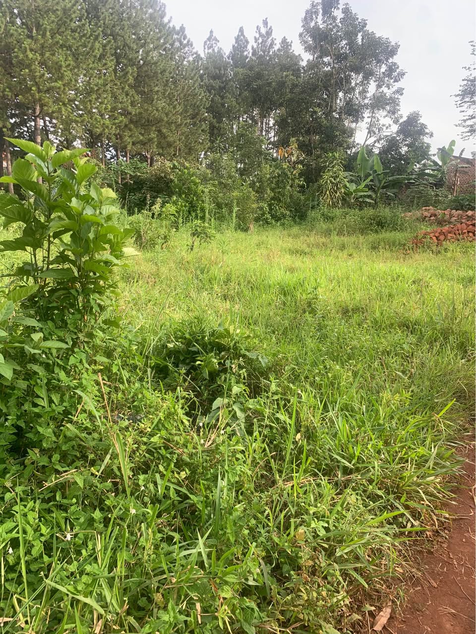 A picture of Plot for sell 100x50 ft