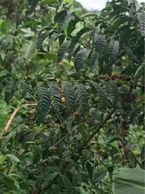 A picture of Busunju Town