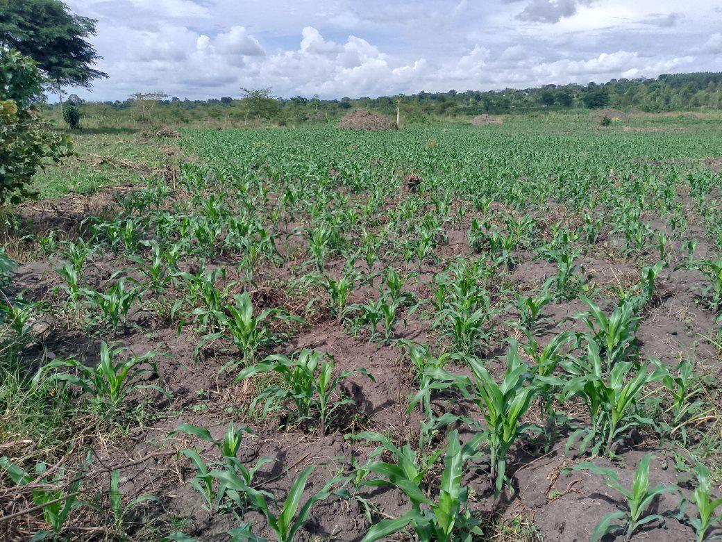 A picture of 3 FERTILE ACRES FOR SALE IN NAKASEKE KAPEEKA