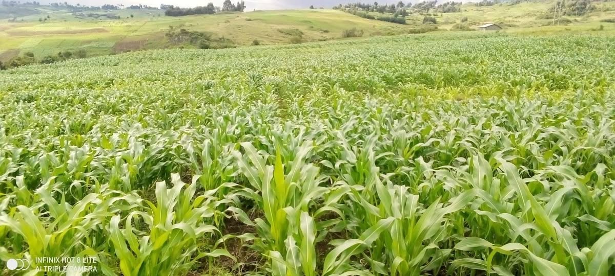 agricultural