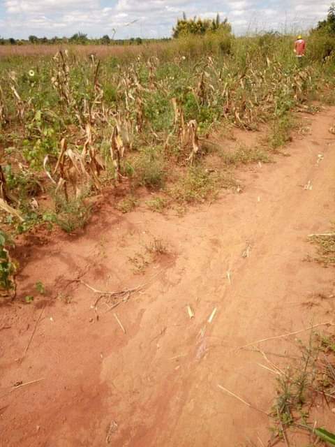 Lilongwe C.