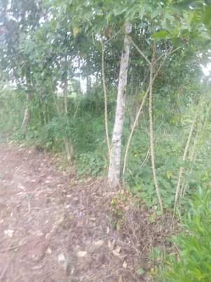 A picture of Plot 50 by 100 