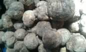 A picture of Malay Apple seeds are available for sale The seeds are