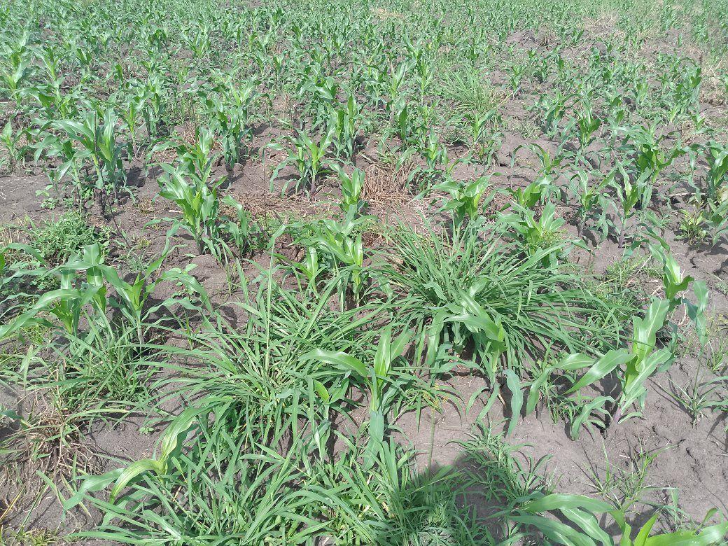 A picture of 3 FERTILE ACRES FOR SALE IN NAKASEKE KAPEEKA