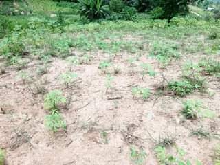 A picture of KIWANJA SQMT 1600 KINAUZWA KINYEREZI KIFULU VIBULA