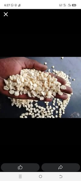 maize